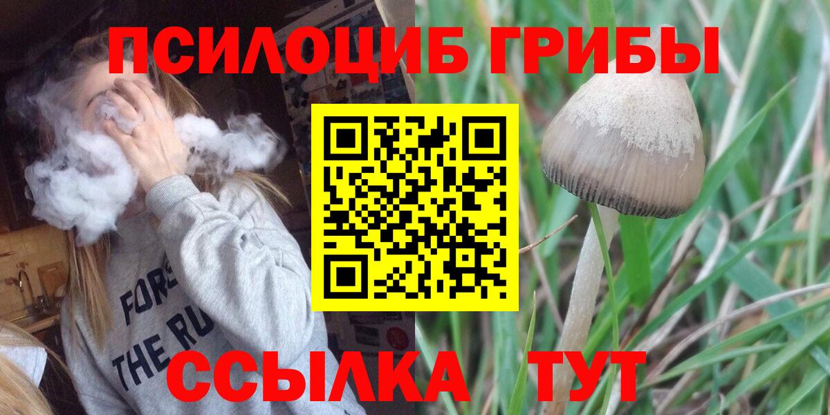 Псилоцибиновые грибы Psilocybine cubensis Ялуторовск
